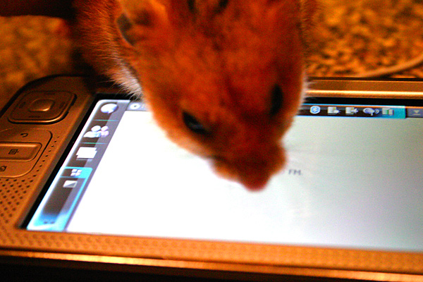 A Nokia N800 internet tablet -- and a hamster